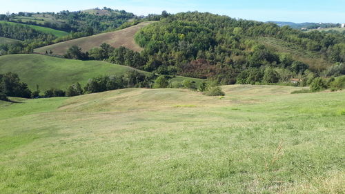 Scenic view of grassy field against sky