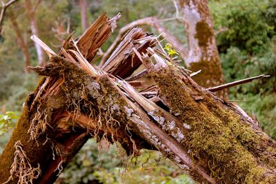Close-up of damaged tree trunk in forest