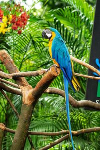 Macaw blue bird perching on branch