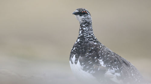 Close-up of bird