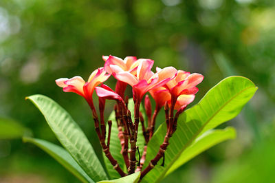 Close-up of pink flower