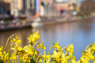 Close-up of yellow flowering plants