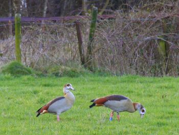 Duck on field