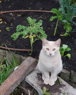 Portrait of a cat