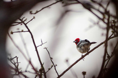 Low angle view of bird perching on branch