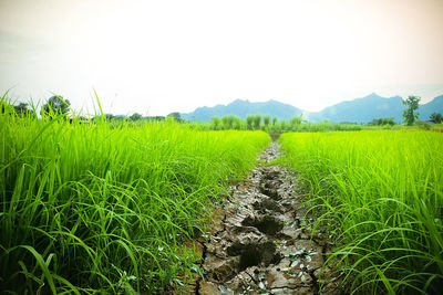 Scenic view of rice field against sky