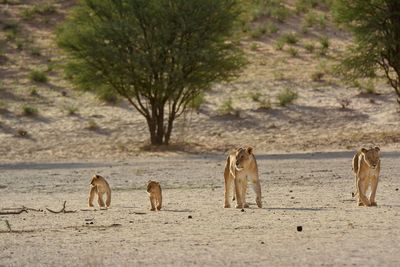 Lion family on landscape