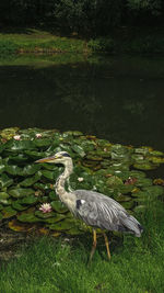 High angle view of heron on lake