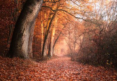 Footpath amidst trees in forest during autumn