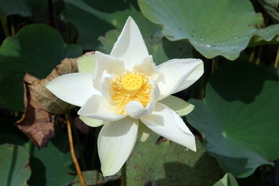 Close-up of white lotus water lily