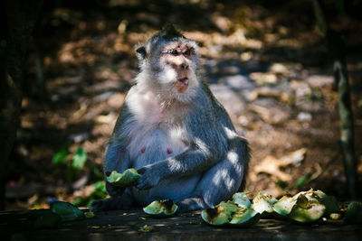 Monkey sitting on land