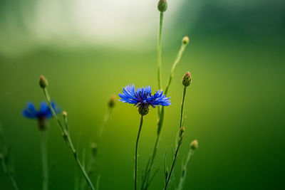 Close-up of purple flowering plant. a beautiful cornflower blooming in the summer field.