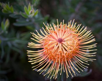 Close-up of flower against blurred background