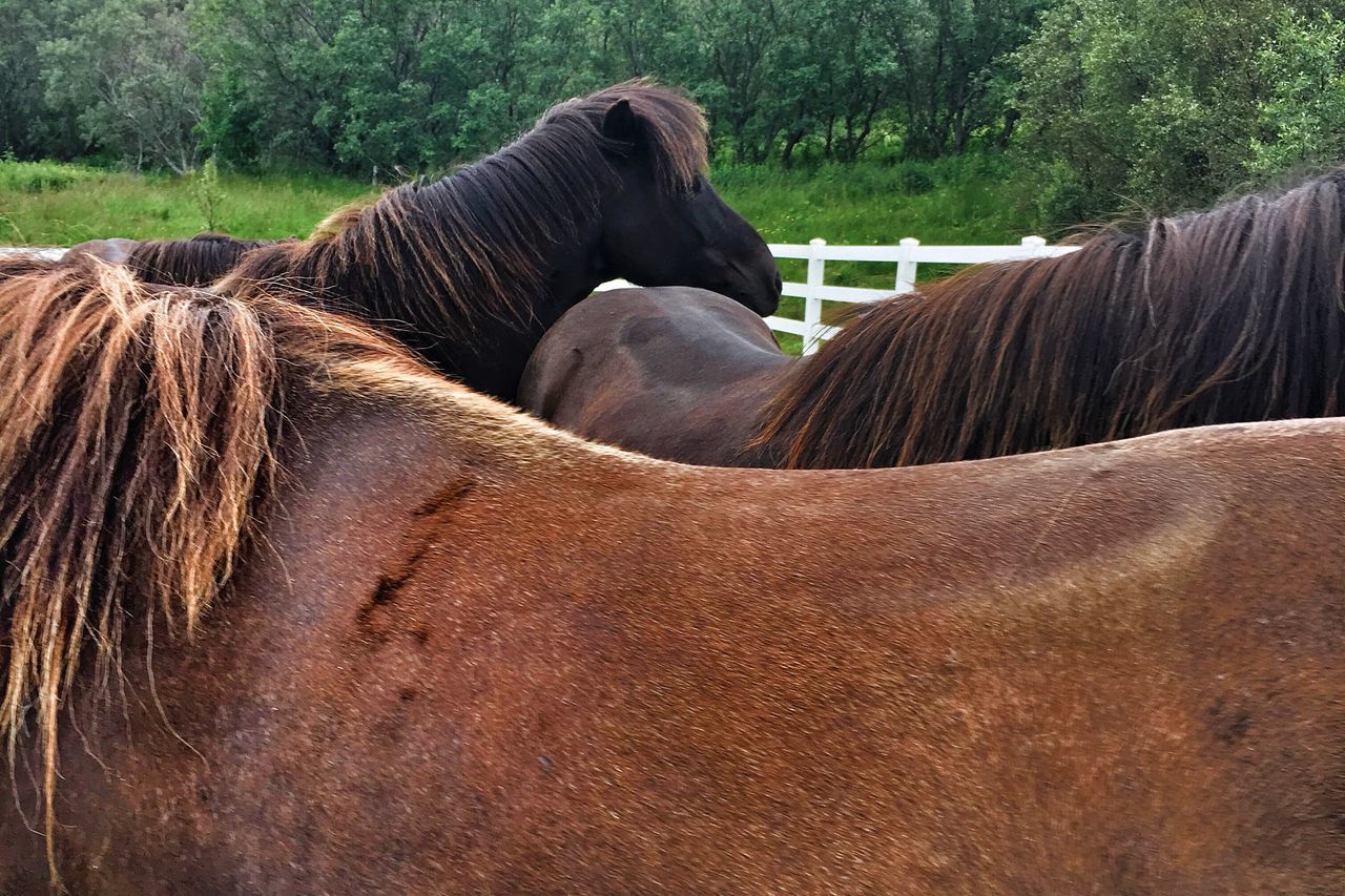 Cuddling horses