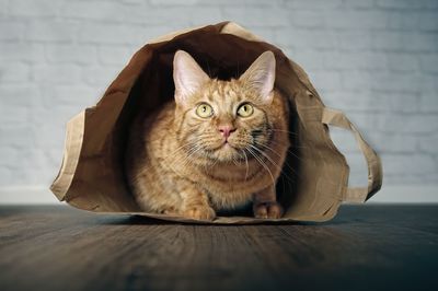 Portrait of ginger cat on table