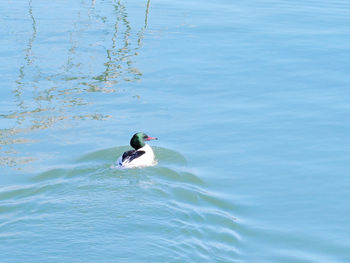 High angle view of bird swimming in lake