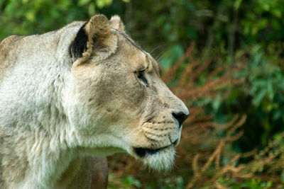 Side view of a cat looking away