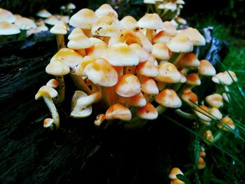 Close-up of flowers