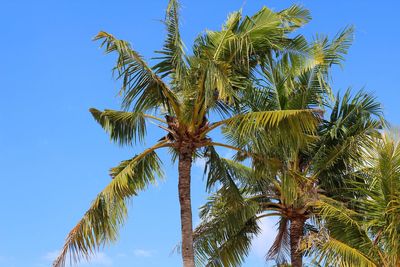 Low angle view of coconut palm tree against clear blue sky