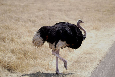 Side view of walking ostrich bird on land