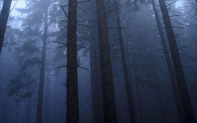 Bare trees in forest