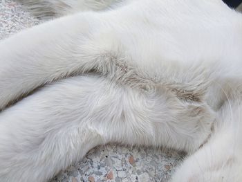 High angle view of dog sleeping