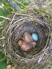 High angle view of birds in nest