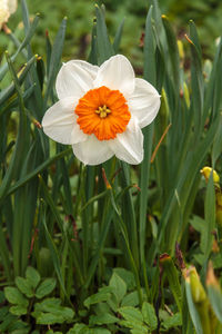 Close-up of white flowering plant on field