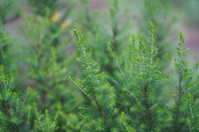 Close-up of pine tree