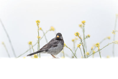 Close-up of bird perching on flower