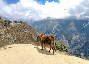 Giraffe on a mountain against sky