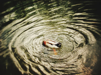 High angle view of turtle swimming in water
