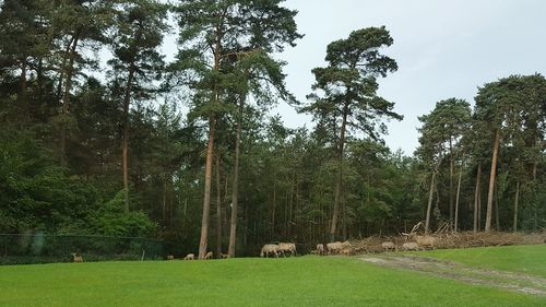 Trees growing on landscape