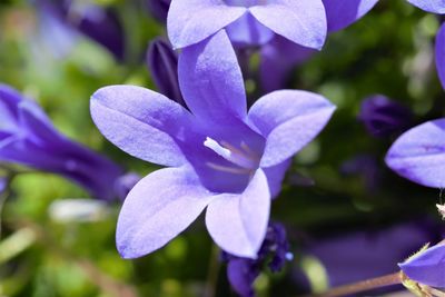 Close-up of purple flowering plant