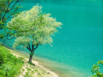 Tree by sea against blue sky