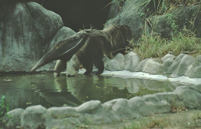 View of dog drinking water from lake