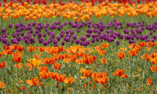 High angle view of flowering plants on field