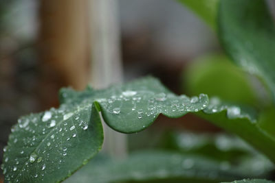 Close-up of wet plant leaves