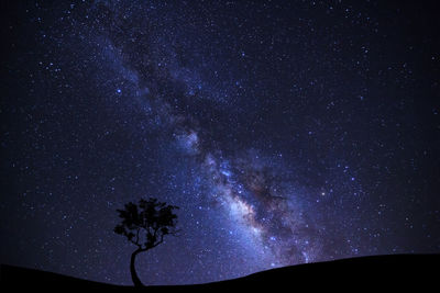 Low angle view of silhouette tree against star field at night