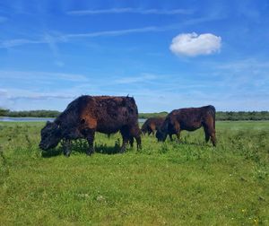 Horse grazing in field