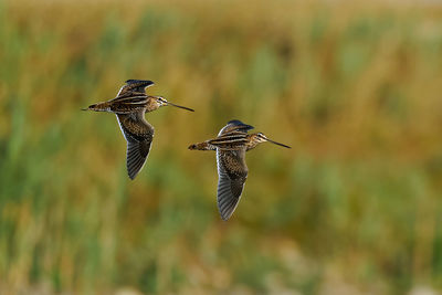 Close-up of a bird flying