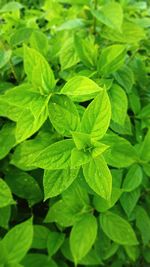 Close-up of green leaves