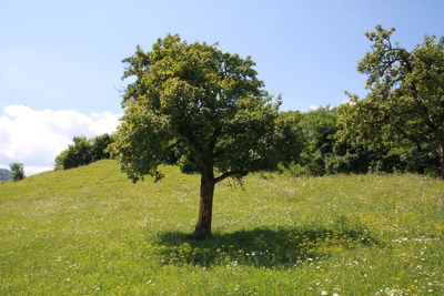 Trees on grassy field against blue sky