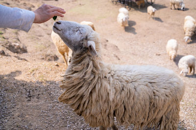 Feeding flock of sheep in a field