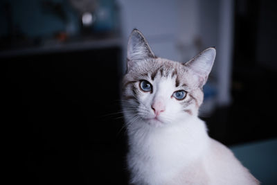 Close-up portrait of cat looking at camera