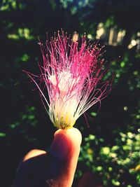 Close-up of hand holding flowering plant