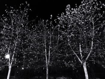 Low angle view of illuminated bare trees at night