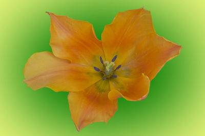 Close-up of yellow flower