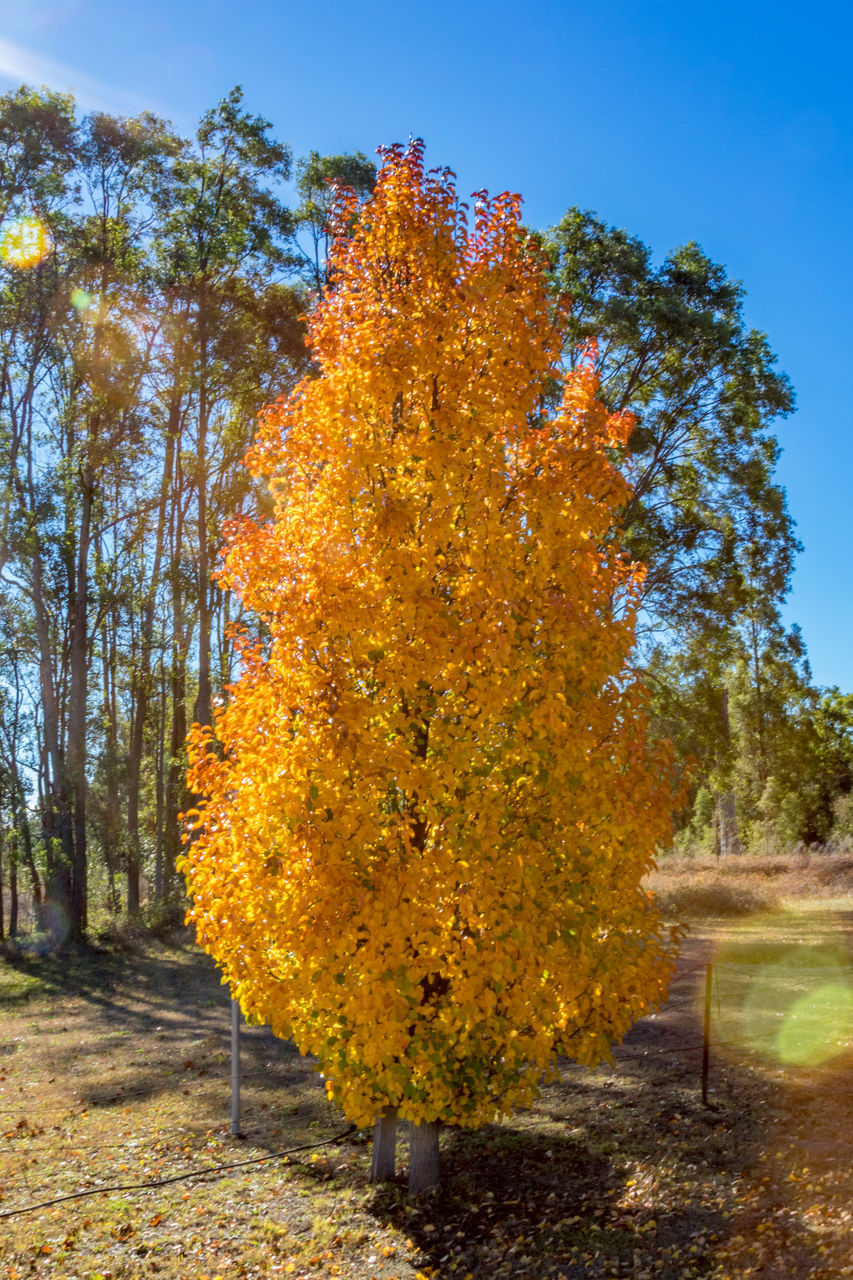 TREES IN AUTUMN FOREST AGAINST SKY