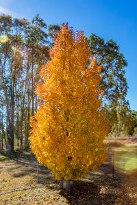 Autumn trees in forest against sky